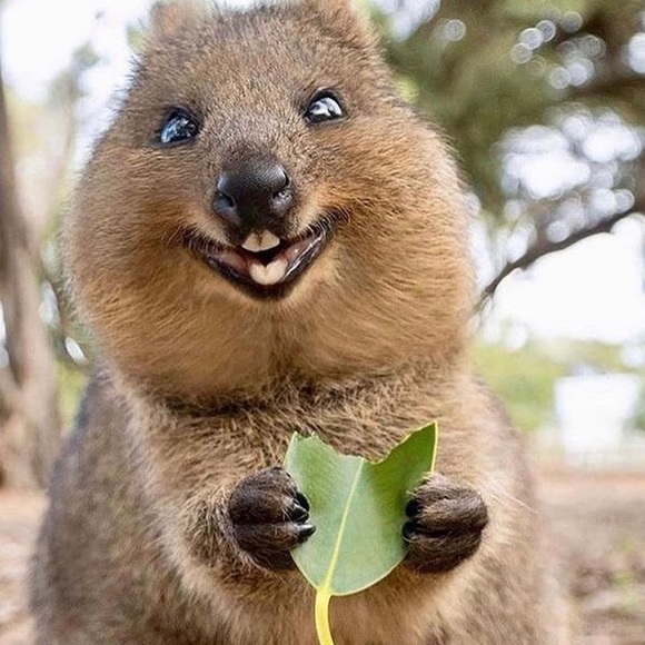 Profile Picture of Jianna Bohm (@ji_land) on Poshmark