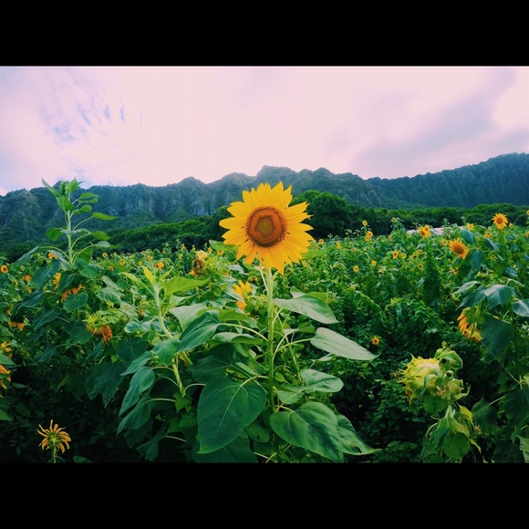 Profile Picture of Joyce Lin (@joyceeelin) on Poshmark