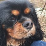 Profile Picture of Matthew Coghlan (@matthewcogh) on Instagram