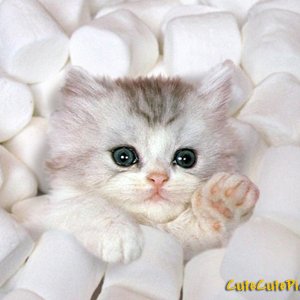 Profile Picture of Morgan (@morgan_selena) on Twitter