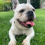 Profile Picture of Steve Natale (@renovatinginboardshorts) on Instagram