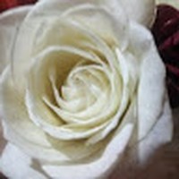 Profile Picture of Reem Shahin (@reem-shahin-8) on Quora