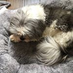 Profile Picture of Julie Swicegood (@julie.swicegood) on Instagram