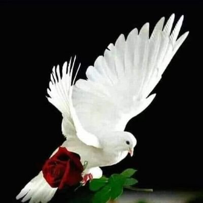 Profile Picture of Zia Mohammed (@ZiaMohammed20) on Twitter