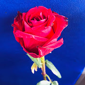 Profile Picture of Ahmed Naji (@ahmednaji3520) on Youtube