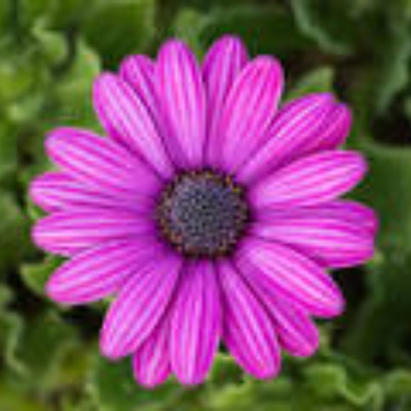 Profile Picture of Mary Geidel (@mmg12321) on Poshmark