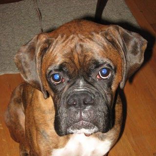 Profile Picture of Steve Drinkwalter (Diesel and Athena) (@diesel.drinkwalter) on Facebook