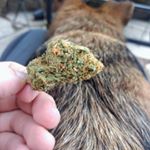 Thomas Altenhofen - Instagram Profile Picture of Thomas Altenhofen (@pdxstoneman) on Instagram