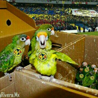 Profile Picture of Benigno Torres (@TorresElbenny) on Twitter