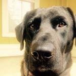 Profile Picture of Huckleberry Williams (@what_the_huck251) on Instagram