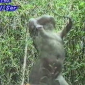 Profile Picture of Luz Green (@luzgreen6534) on Youtube