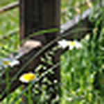 Profile Picture of liu dan (@dandan816) on Flickr