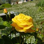 Profile Picture of Stéphanie AK (@stephaniemontrieulak) on Instagram