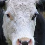 Profile Picture of Avid African Rebel (@AustinDuck4) on Twitter