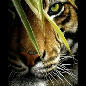 Profile Picture of K Kotamraju (@kkotamraju7436) on Youtube