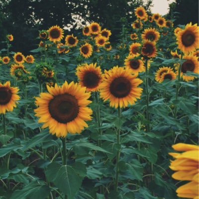 Profile Picture of Stella Harper (@StellaH1995) on Twitter