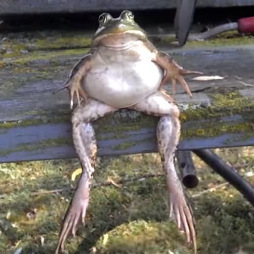 Profile Picture of Alex Kalish (@alexthekalish) on Tiktok