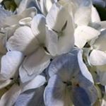 Profile Picture of Stacy Sanders Duncan (@duncansanderskc) on Instagram