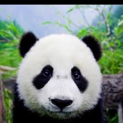 Profile Picture of Pauly The Panda (@chitren_john) on Twitter