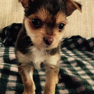Profile Picture of Hazel Gibbs (@hazelrg1955) on Twitter
