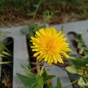 Profile Picture of Leo Xia (@LeoXia63) on Twitter