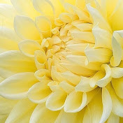 Profile Picture of Fiona Long (@fionalong6861) on Youtube