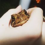 Profile Picture of Mandy Larsen (@parsing_toad) on Instagram