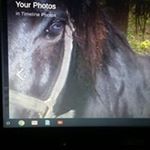 Profile Picture of Deborah Mcneill (@lioness06360) on Instagram