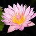 Profile Picture of Deemarie Parsons (@deemarie1) on Pinterest