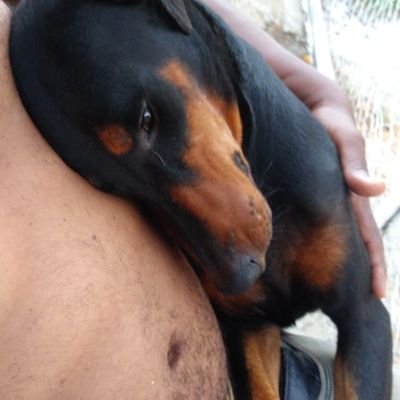 Profile Picture of Manuel Leonor (@ManuelLeonor6) on Twitter