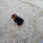 Profile Picture of David Potorac (@David-Potorac) on Facebook