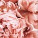 Profile Picture of Hannah Coates (@hannahcoates0302) on Pinterest