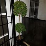 Profile Picture of Plantas InterioresYexteriores (@plantasinterioresyexteriores) on Instagram