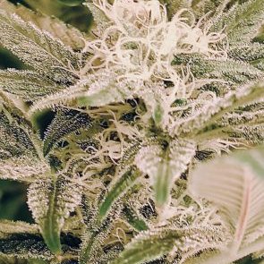 Profile Picture of Eli Mclean (@EliThatGrowGuy) on Twitter