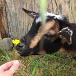 Profile Picture of Perry Gus and Cleo (@dwarfgoatsquad) on Instagram