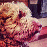 Profile Picture of Jasper George Pingree Durham (@jaspergeorge.labradoodle) on Instagram