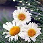 Profile Picture of Lu Lu (@lori.kuhns.31) on Instagram