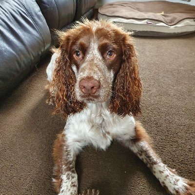 Kevin Percival - Twitter Profile Picture of Kevin Percival (@Kevinpercival15) on Twitter