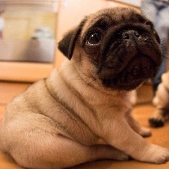 Profile Picture of Lihini Weerasinghe (@lihini_2) on Poshmark