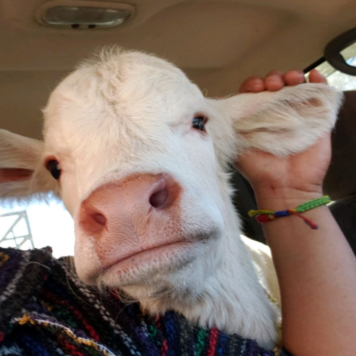 Profile Picture of Alejandro Cordova Me (@alexcordova144) on Tiktok
