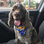 Koda Ressegger - Instagram Profile Picture of Koda Ressegger (@lifeofkoda2014) on Instagram