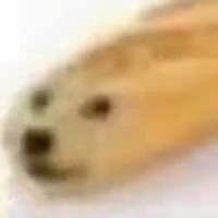 Profile Picture of Gingor  (@gingor) on Quora