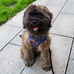 Profile Picture of Sandra Dog O’Connor (@sandra.dog.oconnor) on Instagram