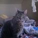 Profile Picture of Carly Kudola (@ckhorse16) on Pinterest