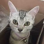Profile Picture of Iris Hsiao (@stretch11221122) on Instagram
