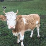 Profile Picture of Daniel Sprecher (@danielsprecher) on Instagram