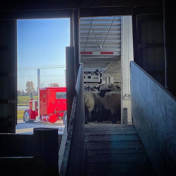 Profile Picture of Raymond Nieves (@ramon_nieves30) on Poshmark