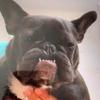 Profile Picture of Andre Cuevas (@@dredogg323) on Tiktok