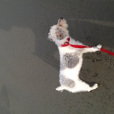 Profile Picture of Scott Turnbull (@scotbull1) on Twitter