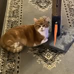 Profile Picture of Barbara ChampionCrenshaw (@barbara.champion.crenshaw) on Facebook